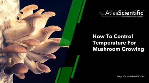 Debunking common myths and misconceptions about magic mushroom growing kits online
